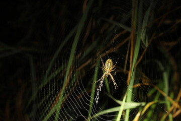 spider on a web