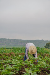 Vertical shot of a Hispanic farmer on his plantation in Mexico