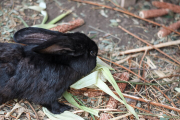 the rabbit is eating. the rabbit is kept in captivity. pre-animal
