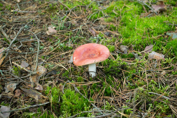 Red Russula  mushroom