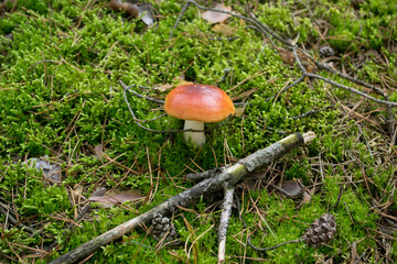 Red Russula  mushroom