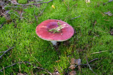 Red Russula  Mushroom