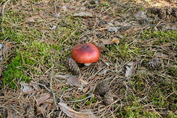 Red Russula Mushroom Growing in the Forest Moss
