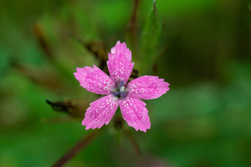 close up of pink flower