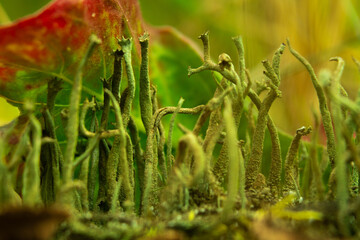 i had taken this photo for those Mashrooms becaus they look like a dead Forest