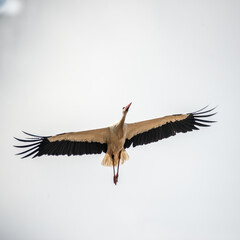 Weissstörche sammeln sin zum Zug nach Süden