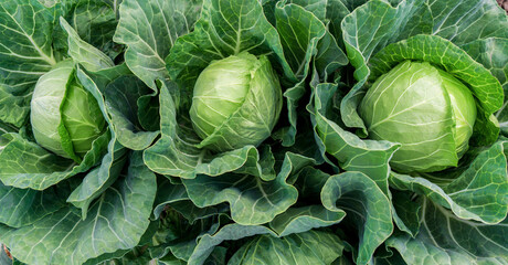 head of young green cabbage close-up.