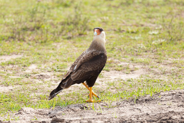 black backed vulture