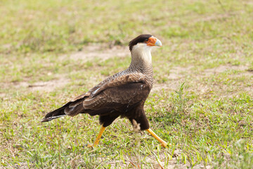 vulture in the grass