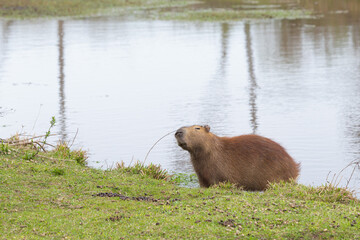 Capibara 