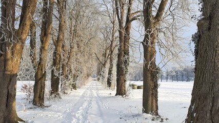 winter forest in the winter