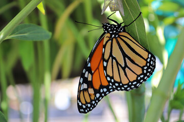 Closeup of a monarch butterfly emerging from a chrysalis