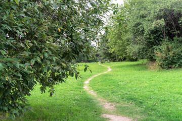 Footpath in a picturesque summer forest.