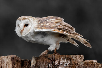 A Barn Owl perched on a tree stump