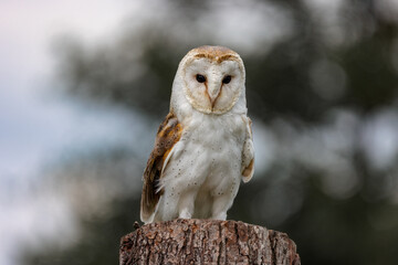 A Barn Owl perched on a tree stump