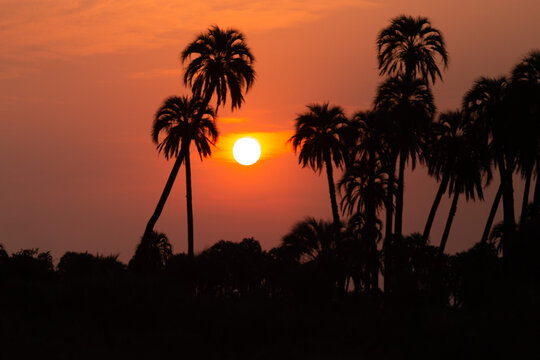 sunset in the palm