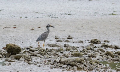 A bird walking in the coast, looking for fish