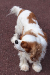 cavalier king charles spaniel on a brown pavement