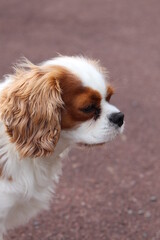 cavalier king charles spaniel on a brown pavement