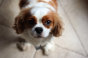 cavalier king charles spaniel looking at the camera 
