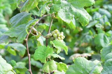 Vineyard, small bunch of white grapes, in the field.