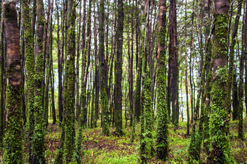 Obraz premium arboles en el bosque