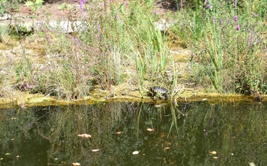 Turtle on the shore of the pond of green waters, among the vegetation.
