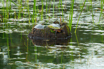 Painted turtles on a log in the Swift River, Massachusetts.