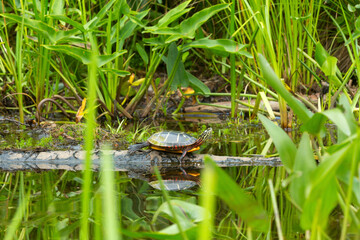 Painted turtle on a log in the Swift River, Massachusetts.