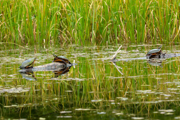 Painted turtles on a log in the Swift River, Massachusetts.