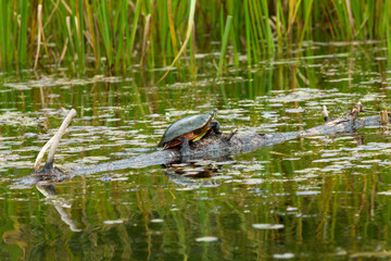 Painted turtle on a log in the Swift River, Massachusetts.