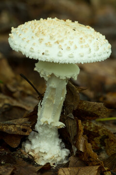 White Amanita mushroom with scales in Glastonbury, Connecticut.
