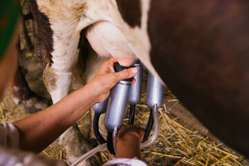 Milking machine close-up. Milk production on a home farm.