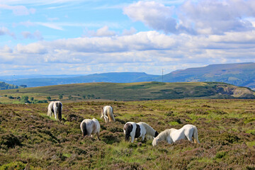 Ponies in the Black Mountains, Wales