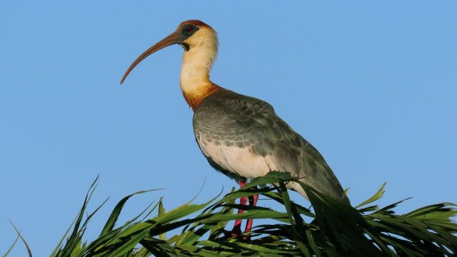 The exotic bird Buff-necked Ibis (Theristicus caudatus) also known as Curicaca in portuguese. Brazilian Savannah.