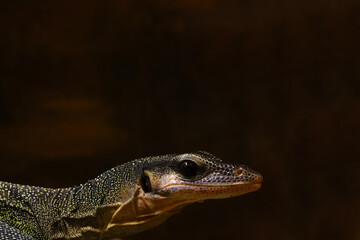 Close-up on a dark monitor lizard in the park.
