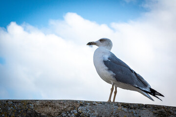 Seagull observing the landscape from the castle waiting for the right moment to fly. 