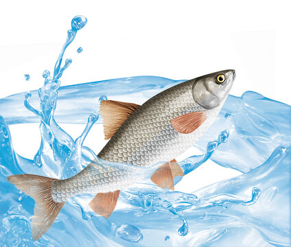 poisson ,vandoise, animal, p&ecirc;che, gicl&eacute; d'eau, jolie, chance, aliment, nature, lac, attraper, fleuve, aquarium, eau douce, frais, la p&ecirc;che,  mer, ailette, &eacute;caill&eacute;e, sous-marin,  nager, 