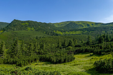 Fototapeta na wymiar beautiful panorama of the mountain range in summer. Lots of green vegetation