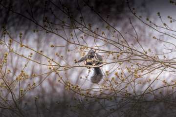 Squirrel eating maples buds on the maple tree