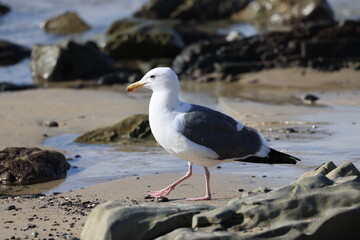 seagull on the beach