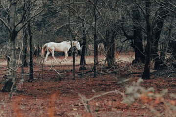 Majestic horses in the forest, during Autumn
