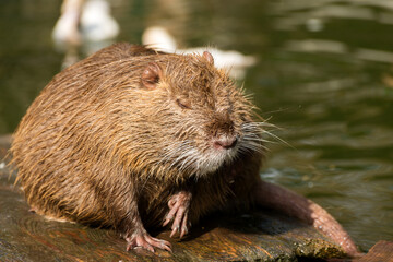 Nutria or Coypu, big river rat close up.