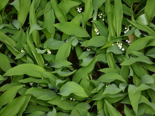 Lily of the valley (Convallaria majalis) - abundance of lily leaves and flowers in the forest, Gdansk, Poland