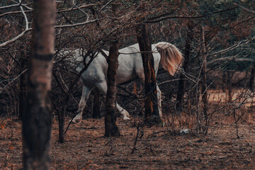 Beautiful horses in the majestic forest setting