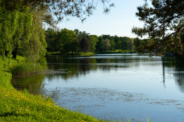 Fototapeta na wymiar Landscape, Beautiful lake in the forest. Many birds, seagulls, ducks