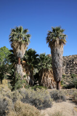 Joshua Tree Nationalpark - 49 Palms (Kalifornien/USA)
