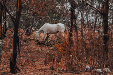 Fototapeta premium Beautiful horses in the majestic forest setting