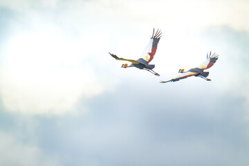 Grey Crown Crane flying in the sky