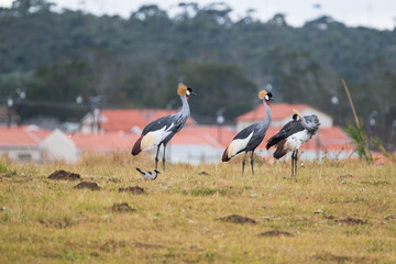 Grey Crowned Crane in the Eastern Cape, South Africa